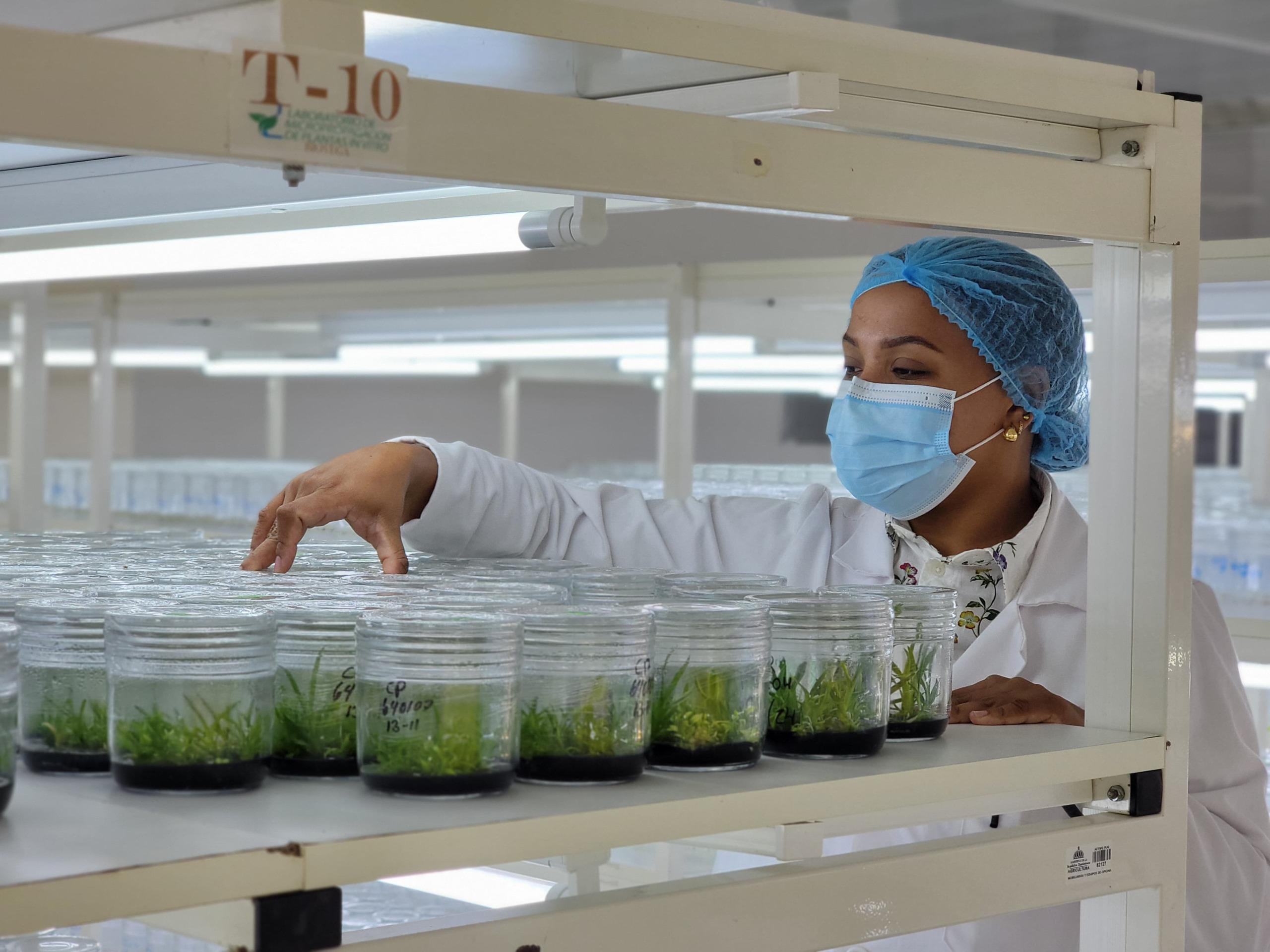 Producción de Plantas In Vitro en República Dominicana: Impulso Biotecnológico desde Biovega