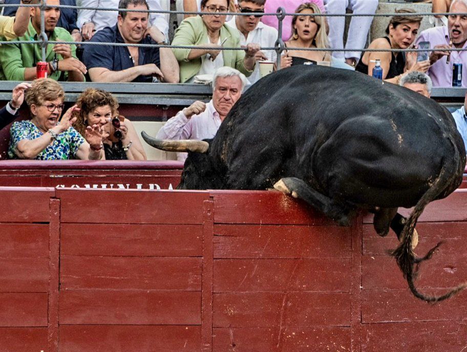 ¡Susto! y tensión en Madrid: toro invade el callejón durante corrida y siembra el pánico