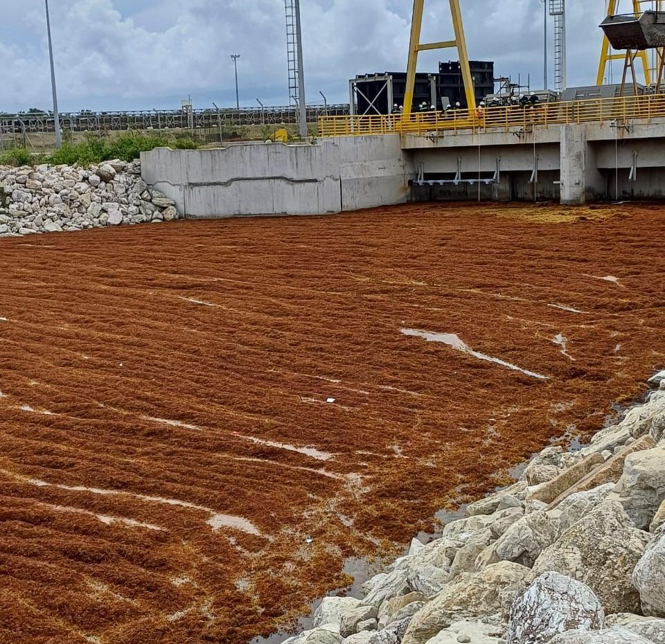 Entidades colaboran para mitigar el impacto del sargazo en Punta Catalina