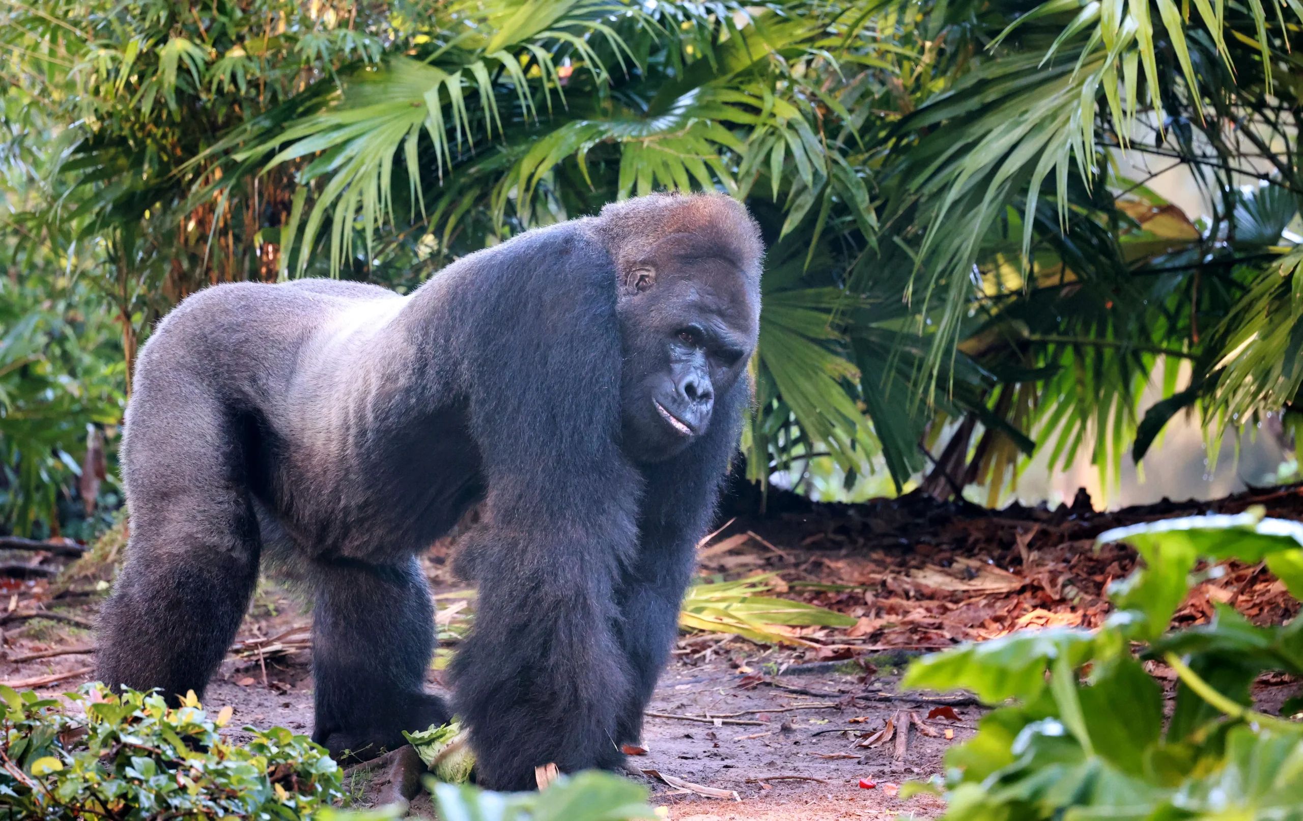 Fallece Gino, el gorila más longevo de Animal Kingdom a los 44 años