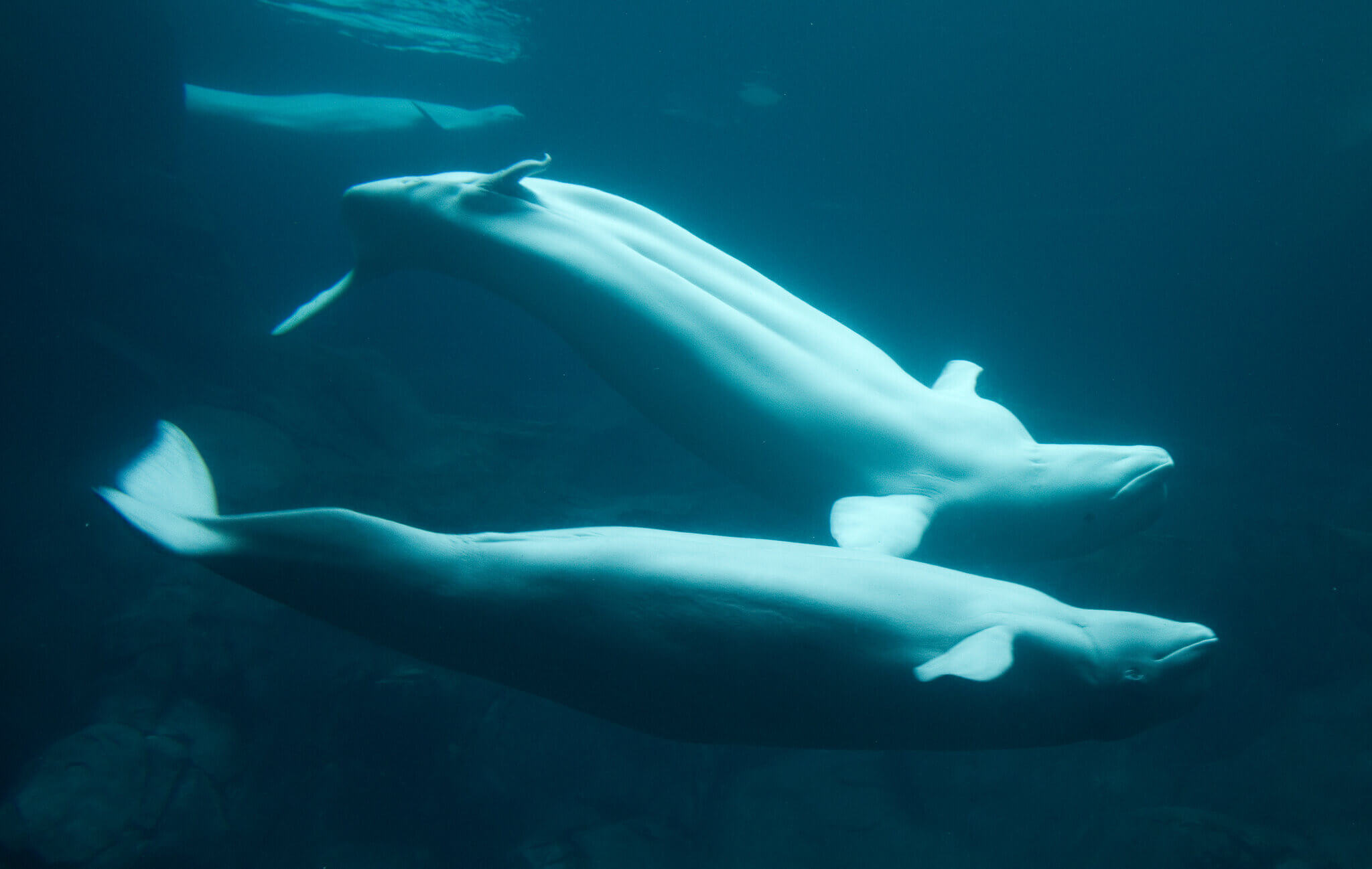 Marineland en Canadá podría aplicar eutanasia a 30 ballenas beluga