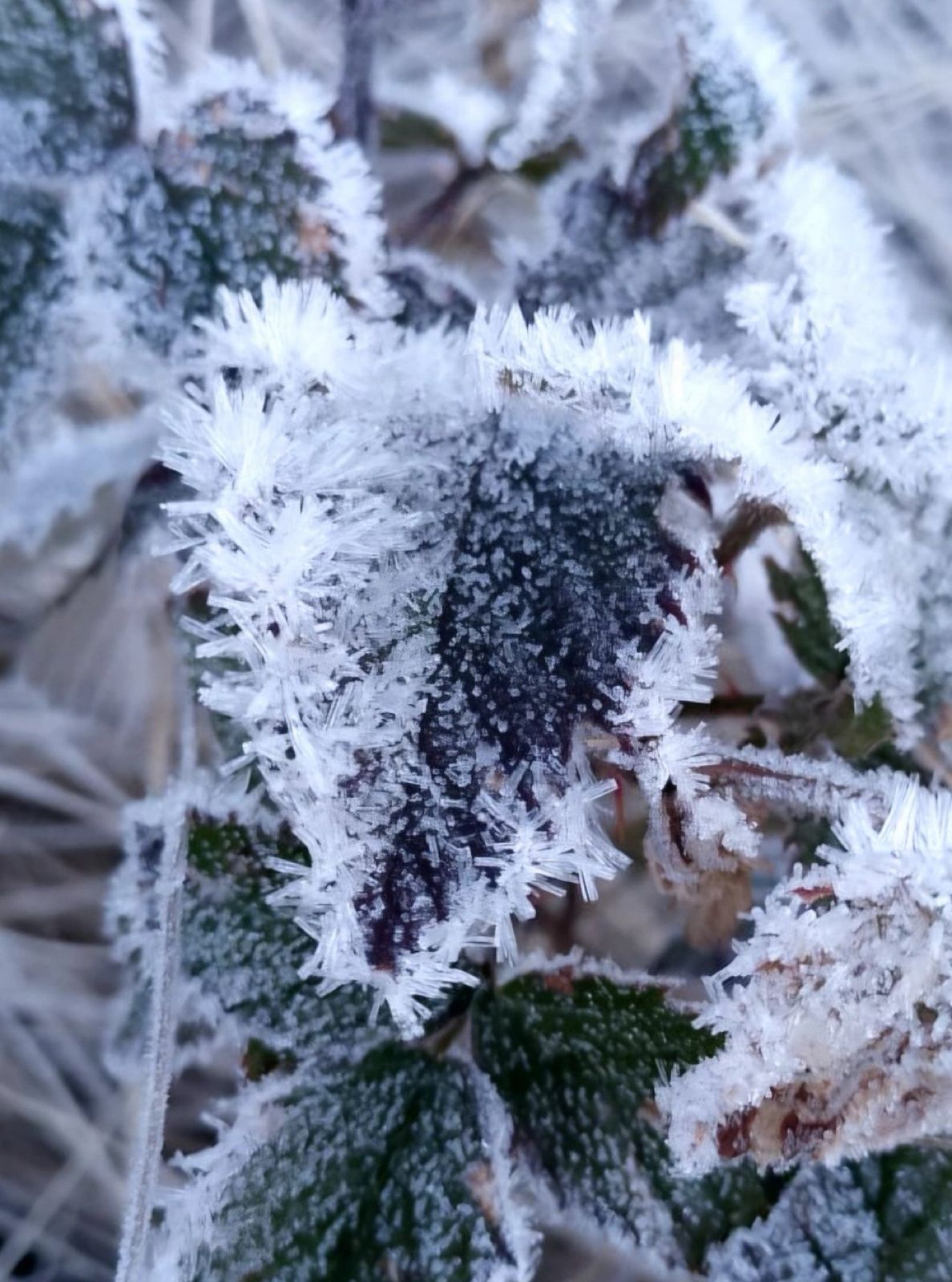 Valle Nuevo registra -7.3 °C por aire polar en la temporada 2025-2026