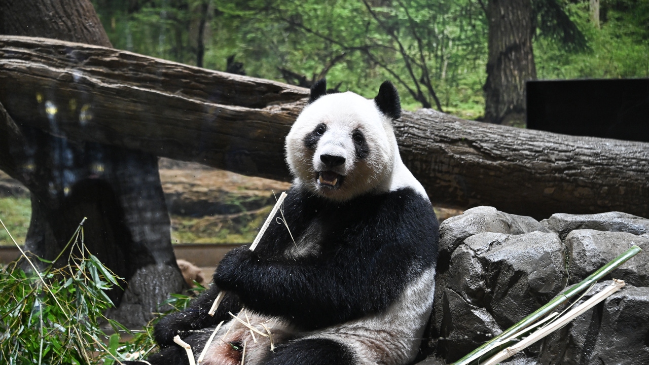 Japón se queda sin pandas gigantes tras la decisión de enviar dos ejemplares a China