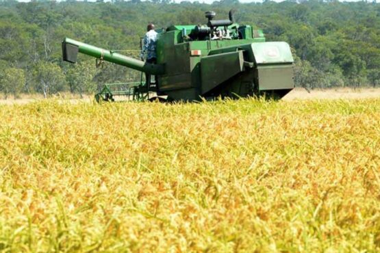 producción de arroz
