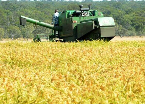 producción de arroz