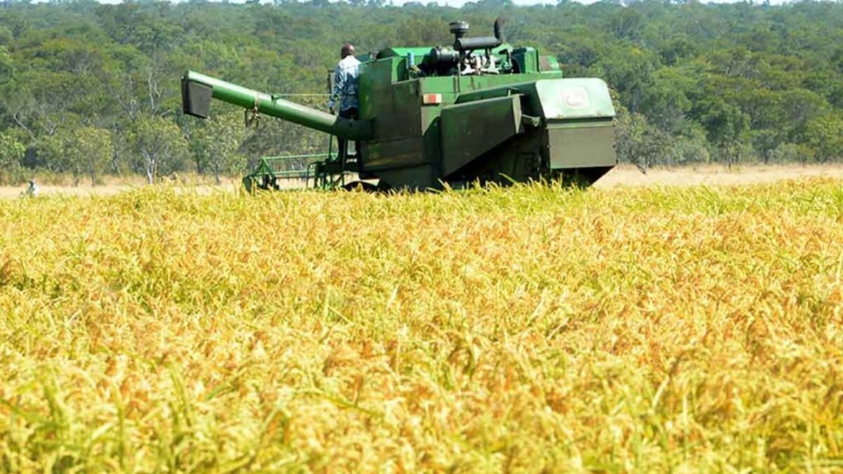 RD protege producción de arroz ante apertura del DR-Cafta