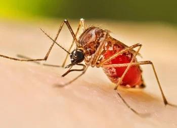 casos dengue