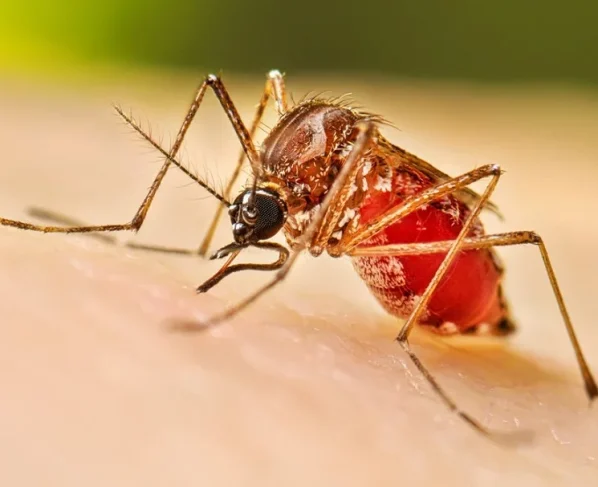 casos dengue