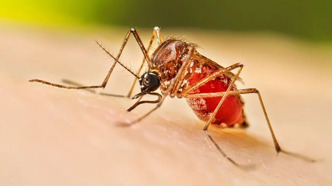 Dengue acumula 213 casos; Salud reporta 11 en 7 días