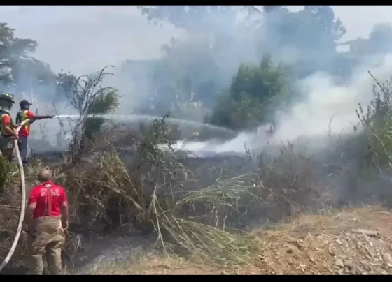 fuegos forestales