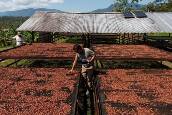 cacao dominicano