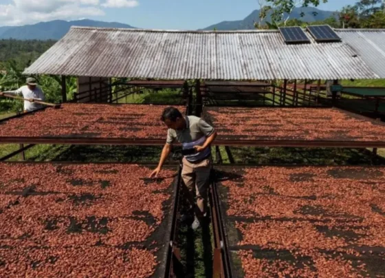 cacao dominicano