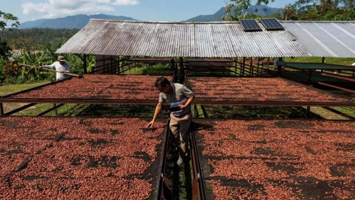 Cacao dominicano genera más de US$2,642 millones desde 2019