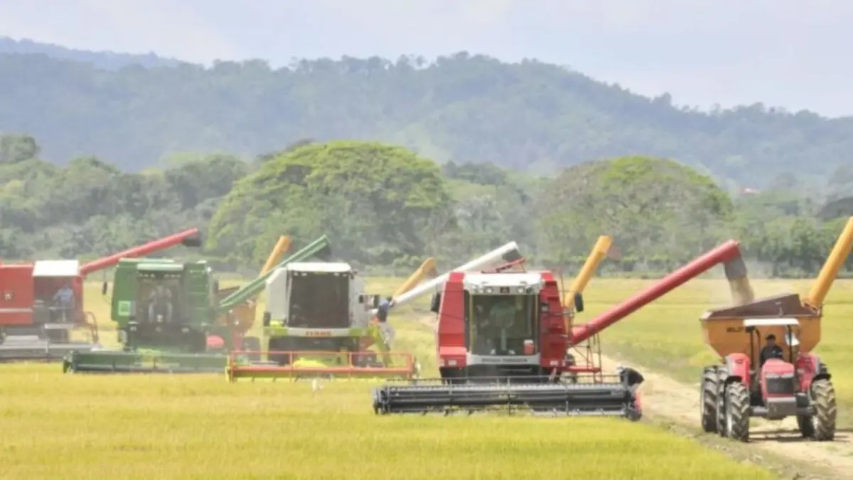 USDA: RD mejora producción de arroz y reduce brecha competitiva
