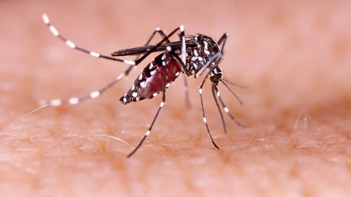 Dengue causa 10 casos graves y una muerte en RD