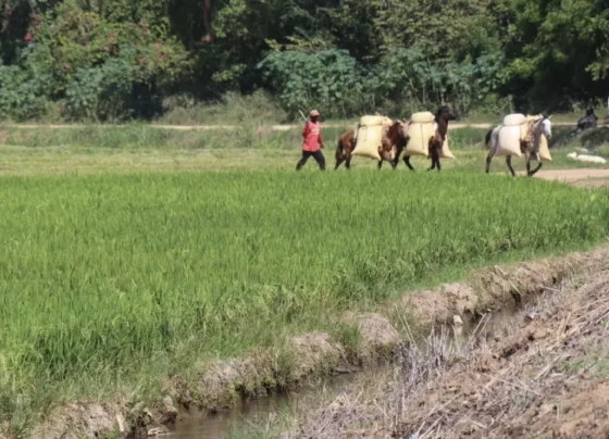 producción de arroz