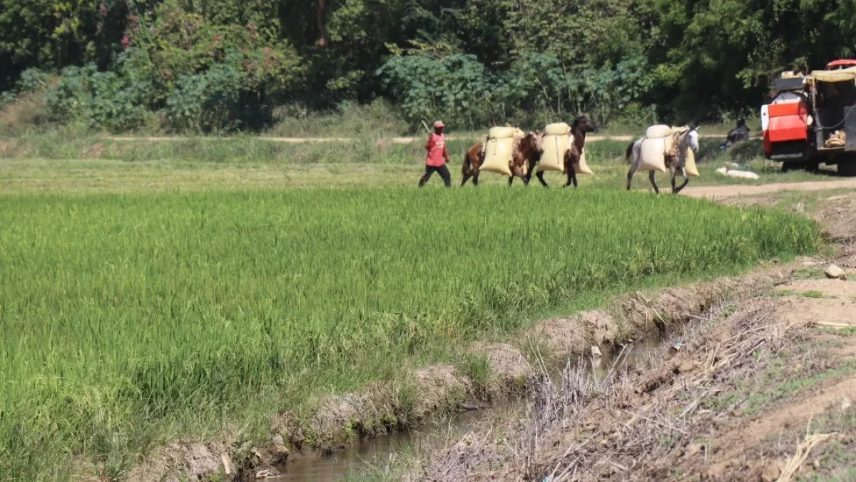 EE.UU. reconoce reducción de brecha en producción de arroz en RD